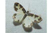 Lomaspilis marginata