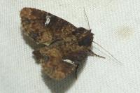 Mesapamea secalella/secalis