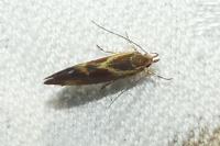 Metalampra italica