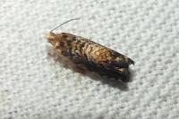 Grapholita janthinana