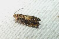 Grapholita janthinana