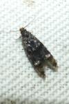 Stenoptinea cyaneimarmorella
