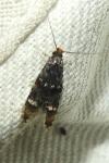 Stenoptinea cyaneimarmorella