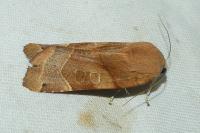 Noctua fimbriata