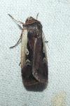 Ochropleura plecta