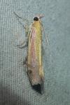 Oncocera semirubella
