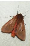 Phragmatobia fuliginosa
