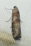 Phycita roborella