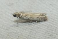 Phycitodes