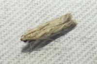 Phycitodes