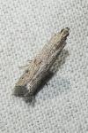 Phycitodes