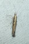 Plutella xylostella