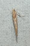 Pyroderces argyrogrammos