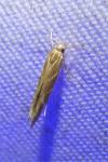Pyroderces argyrogrammos