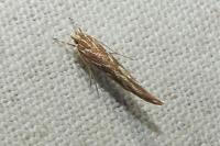 Pyroderces argyrogrammos