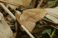 Scopula imitaria