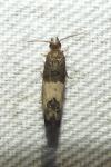 Spilonota ocellana