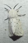 Spilosoma lubricipeda
