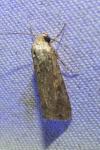 Spodoptera exigua