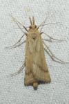 Synaphe punctalis
