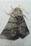 Thaumetopoea processionea