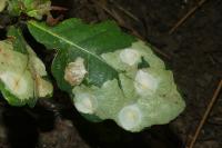 Tischeria ekebladella