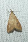 Udea ferrugalis