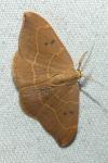 Watsonalla binaria