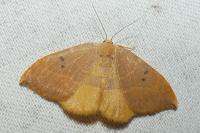 Watsonalla binaria