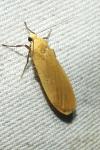 Wittia sororcula