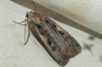 Xestia c-nigrum