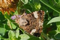 Tyta luctuosa