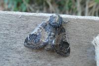 Notodonta tritophus