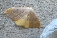 Watsonalla binaria