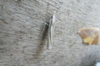 Ancylolomia tentaculella