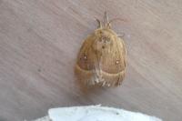 Lasiocampa quercus