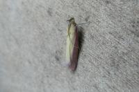 Oncocera semirubella