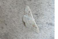 Idaea rubraria