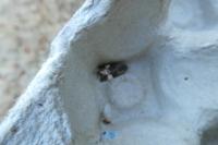 Tyta luctuosa