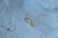 Caloptilia alchimiella