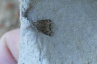 Eudonia mercurella