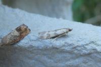 Homoeosoma sinuella
