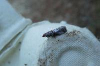 Acrobasis advenella
