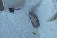 Agrotis exclamationis