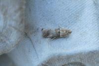 Acrobasis tumidana