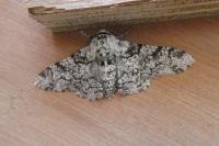 Biston betularia