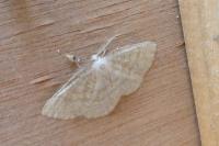 Cabera exanthemata