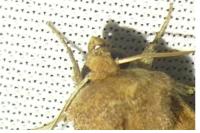 Mythimna albipuncta