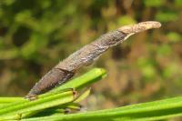 Coleophora calycotomella