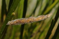Coleophora calycotomella